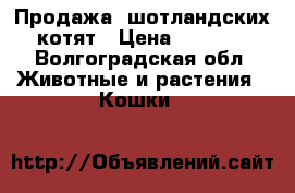 Продажа  шотландских котят › Цена ­ 3 500 - Волгоградская обл. Животные и растения » Кошки   